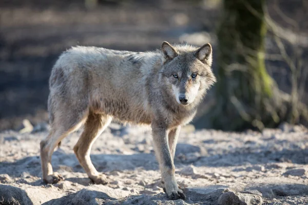 Lobo Gris Bosque Durante Invierno — Foto de Stock