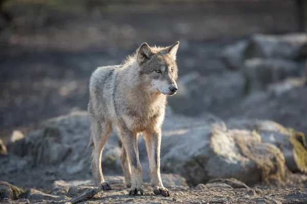 Lobo Gris Bosque Durante Invierno — Foto de Stock