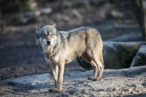 Harmaa Susi Metsässä Talvella — kuvapankkivalokuva