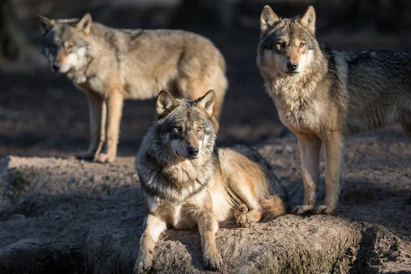 冬の森の中のオオカミ — ストック写真