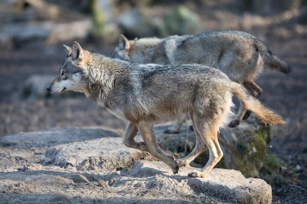 Grijze Wolf Het Bos Tijdens Winter — Stockfoto