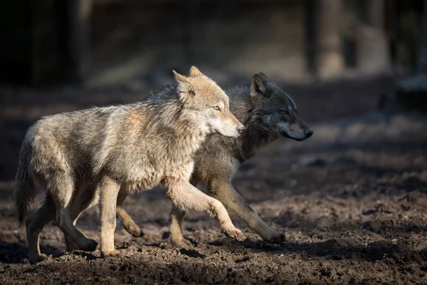 Grey Wolf Forest Winter — Stock Photo, Image