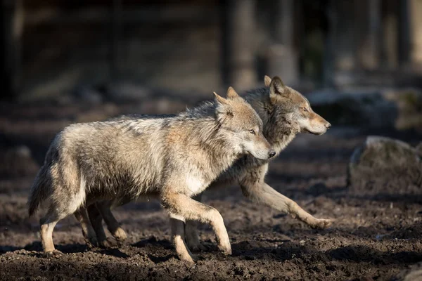 Lobo Gris Bosque Durante Invierno — Foto de Stock