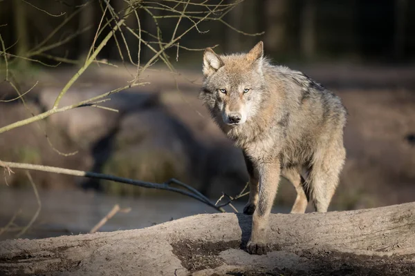 Grey Wolf Forest Winter — Stock Photo, Image