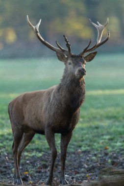 Tekdüzelik sırasında çayırdaki kırmızı geyik