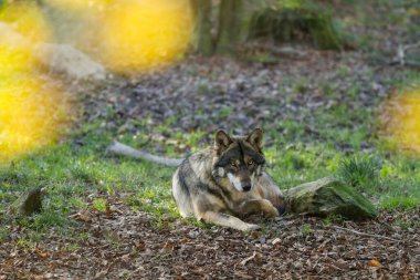 Gri kurt ormanda oturuyordu.