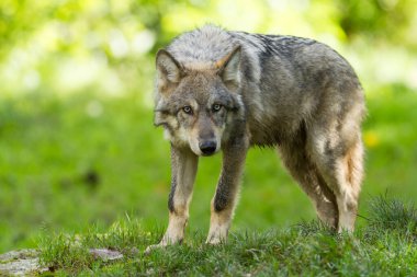 Baharda ormandaki Gri Kurt ailesi