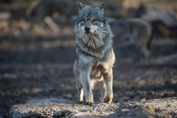 冬の森の中のオオカミ — ストック写真