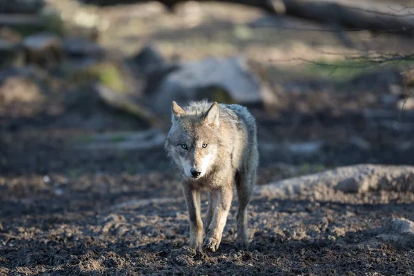 Lobo Gris Bosque Durante Invierno — Foto de Stock