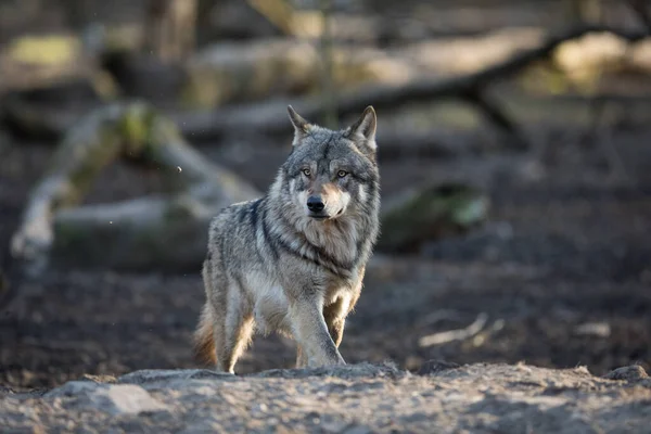 Grijze Wolf Het Bos Tijdens Winter — Stockfoto