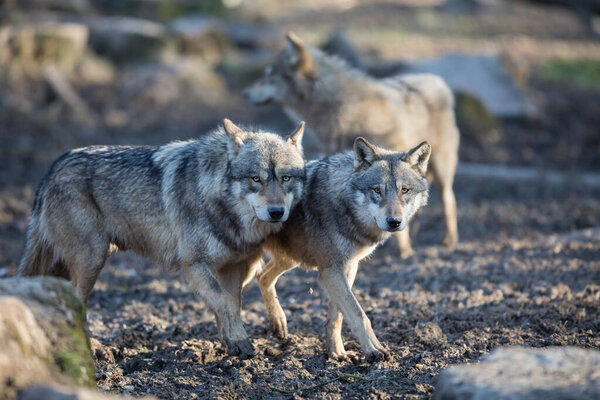 Grey wolf family in the forest during the winter