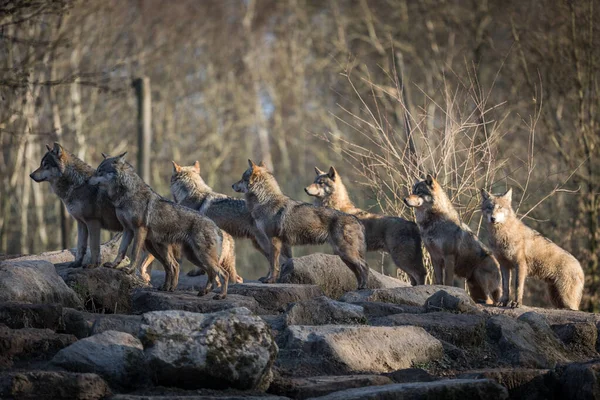 Γκρίζος Λύκος Οικογένεια Στο Δάσος Κατά Διάρκεια Του Χειμώνα — Φωτογραφία Αρχείου