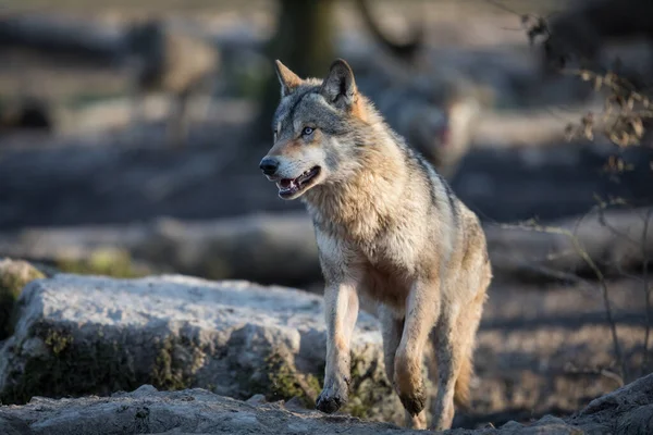 Grijze Wolffamilie Het Bos Tijdens Winter — Stockfoto