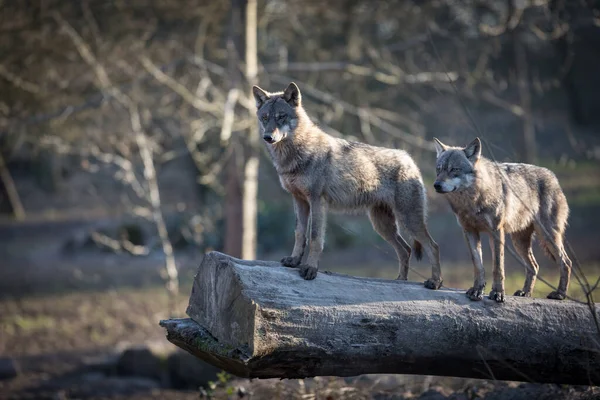 冬季森林里的灰狼家庭 — 图库照片