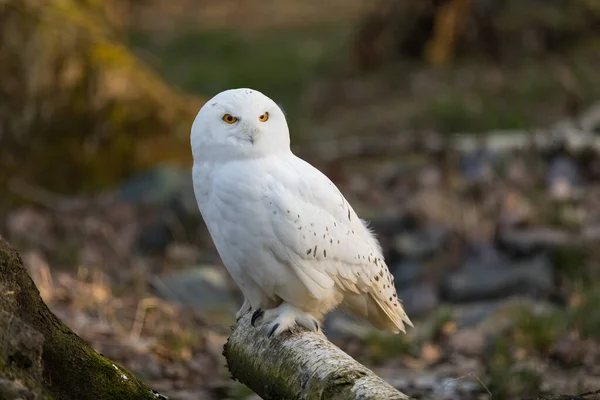 Schneehuhn Auf Einem Baum Wald Herbst — Stockfoto