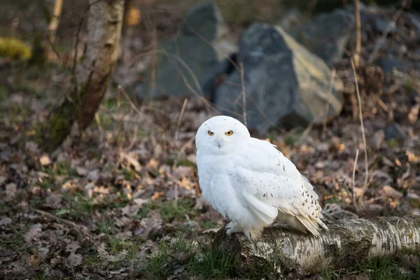 Schneehuhn Auf Einem Baum Wald Herbst — Stockfoto