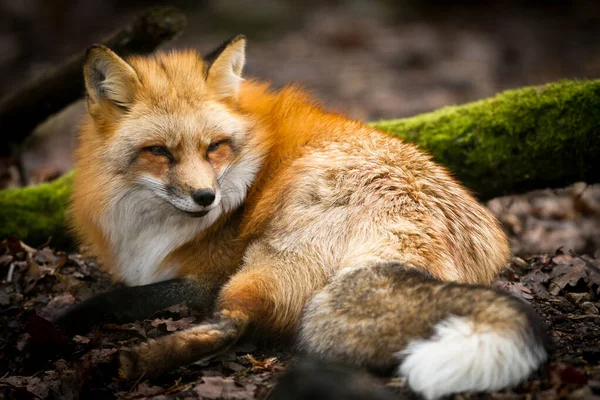 Rode Vos Het Bos — Stockfoto