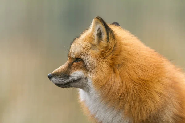 Portrait Renard Roux Dans Forêt — Photo