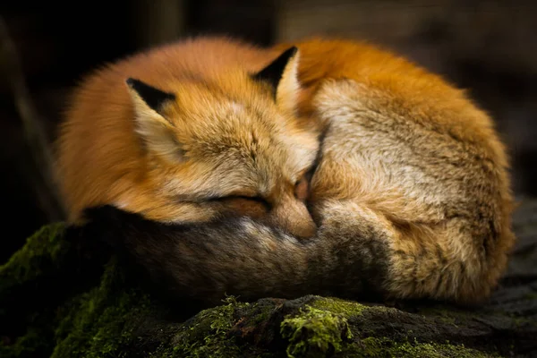 Raposa Vermelha Dormindo Floresta — Fotografia de Stock