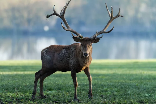 Cerf Rouge Dans Prairie Pendant Ornière — Photo