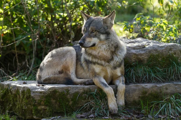 森の中にいるオオカミ — ストック写真
