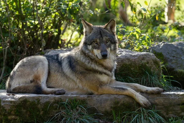 Gri kurt ormanda oturuyordu.