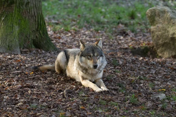 Grey Wolf Seated Forest — Stock Photo, Image