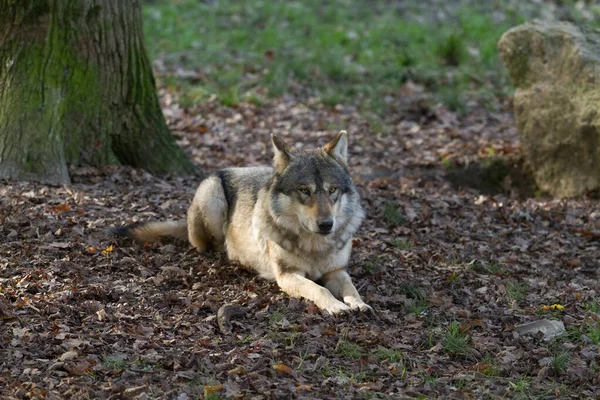 Loup Gris Assis Dans Forêt — Photo