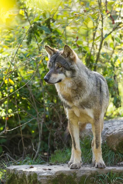 Graue Wölfe Wald — Stockfoto