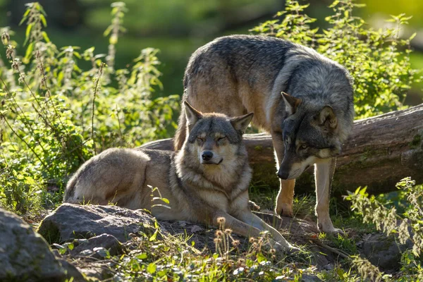 Dos Lobos Grises Bosque — Foto de Stock