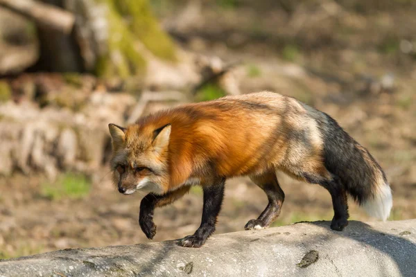 Poulain Rouge Dans Forêt — Photo