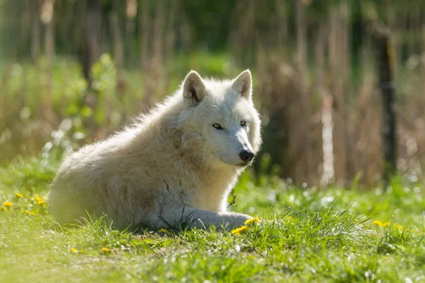 Lobo Blanco Sienta Prado Durante Verano —  Fotos de Stock