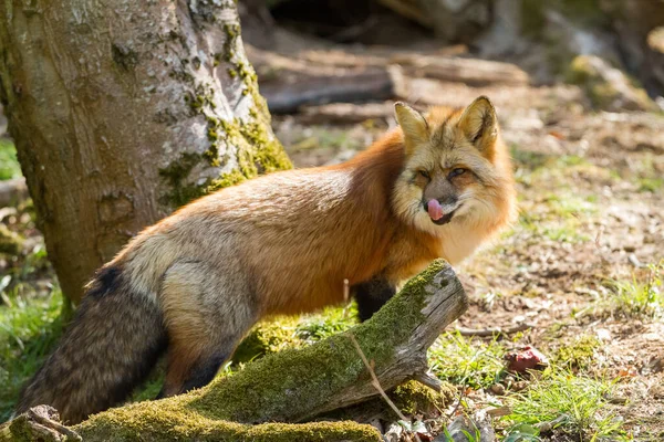 Red Fox Forest Summer — Stock Photo, Image
