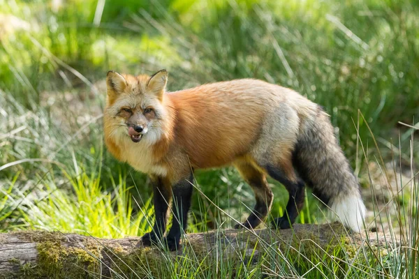 夏天森林里的红狐 — 图库照片
