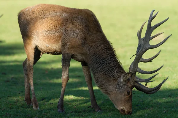 Red Deer Eating Grass Meadow — 스톡 사진