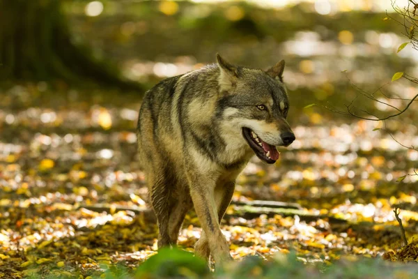 夏の間の灰色のオオカミの肖像画 — ストック写真
