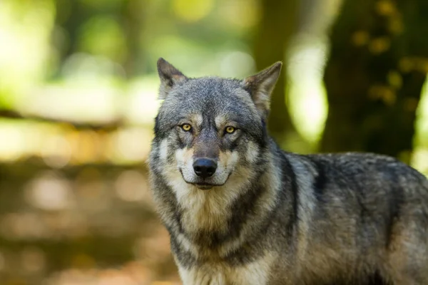 Retrato Lobo Cinzento Durante Verão — Fotografia de Stock