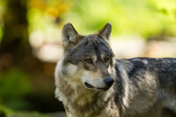 夏の間の灰色のオオカミの肖像画 — ストック写真