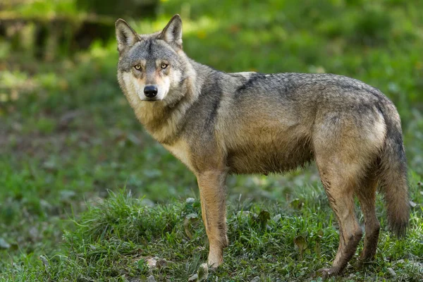 Yaz boyunca gri bir kurdun portresi