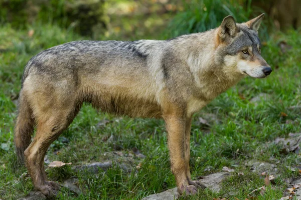 Graue Wolfsfamilie Frühling Wald — Stockfoto