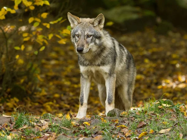 Grijze Wolffamilie Het Bos Tijdens Lente — Stockfoto