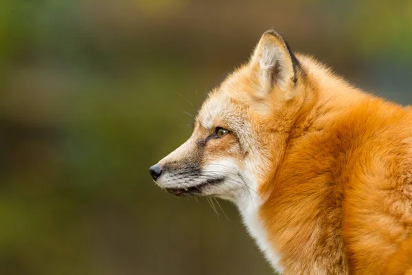 Portrét Červené Lišky Lese — Stock fotografie
