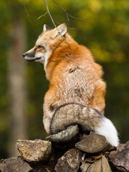 Portrait Renard Roux Dans Forêt — Photo