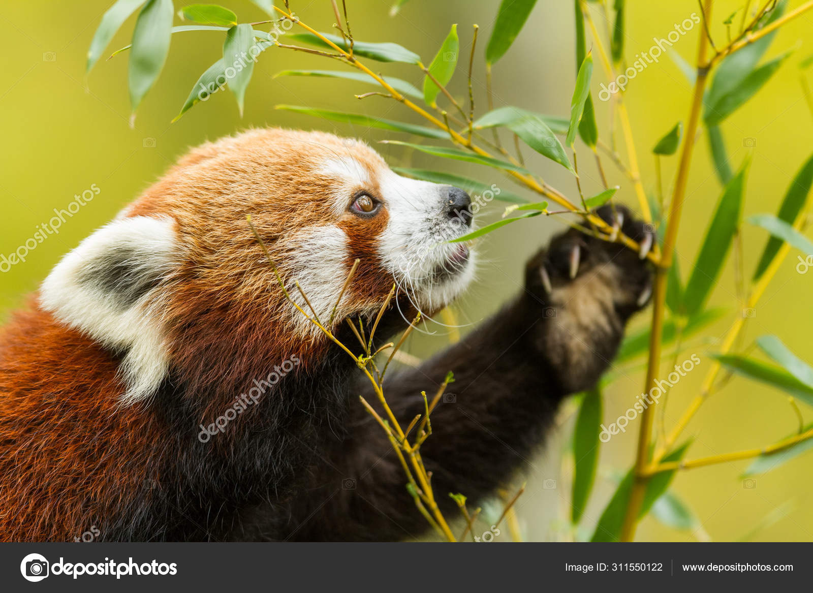 Red Panda Eating Bamboo Forest Stock Photo By C Waitandshoot