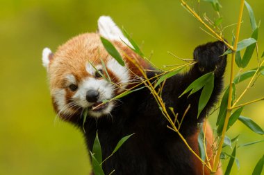 Kızıl panda ormanda bambu yiyor.