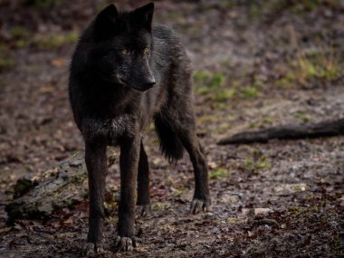 Sonbahar boyunca ormanda siyah kurt 