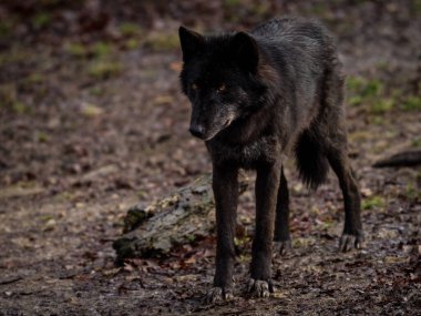 Sonbahar boyunca ormanda siyah kurt 
