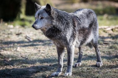 Sonbahar boyunca ormanda siyah kurt