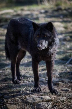 Sonbahar boyunca ormanda siyah kurt