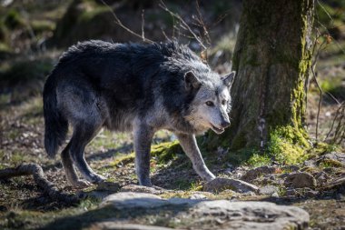 Kış boyunca ormanda Blawk Wolf